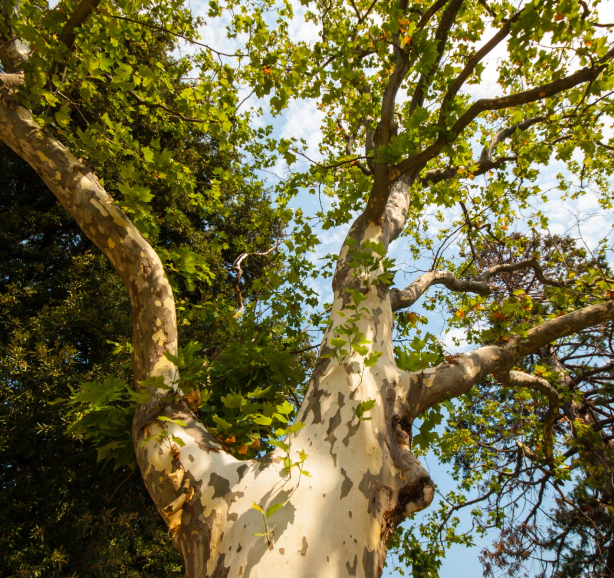 Tree Services in Harbeson, DE
